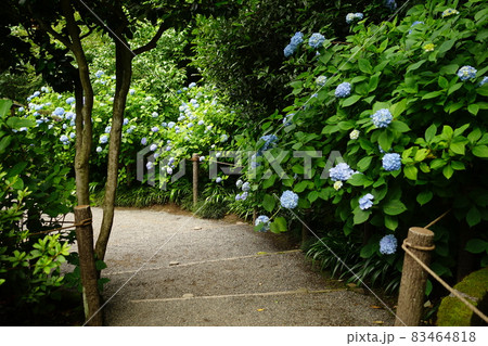 青い紫陽の花 青い紫陽の花 83464818