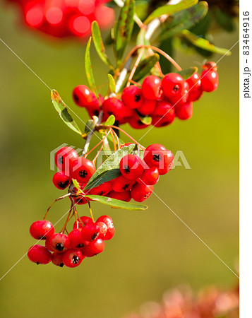 赤い実のなる木 赤い実のなる木 83464916