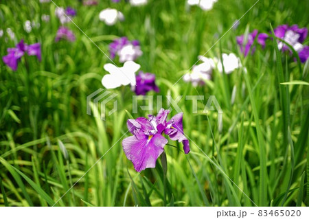紫色の菖蒲の花 日本 紫色の菖蒲の花 日本 83465020