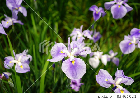 紫色の菖蒲の花 日本 紫色の菖蒲の花 日本 83465021