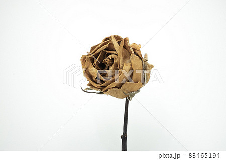 Roses withered on white background. 83465194