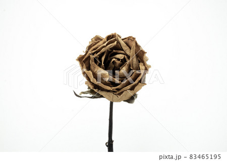 Roses withered on white background. Roses withered on white background. 83465195