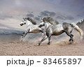 amidst gloomy desert mountainous terrain, two beautiful running white horses look great  83465897
