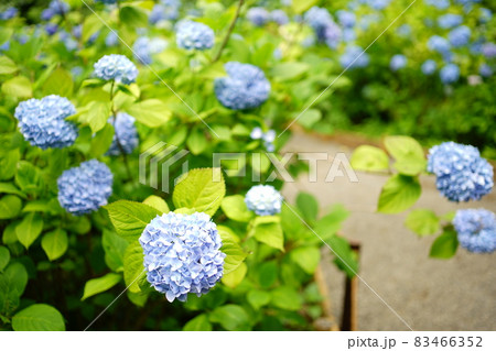 青い紫陽の花 青い紫陽の花 83466352