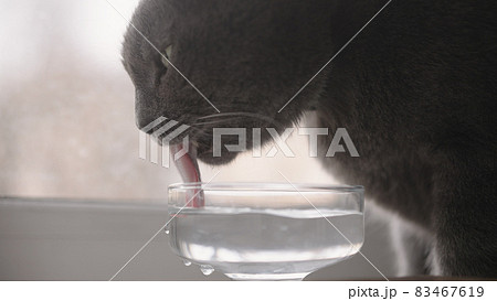 Shot of gray cat drinking fresh water from glass goblet on a windowsill 83467619