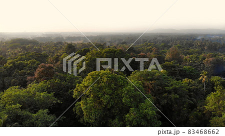 Drone video dense forest massifs within the city of Margao in the state of Goa. India. Drone video dense forest massifs within the city of Margao in the state of Goa. India. 83468662