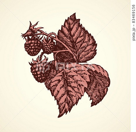 Vector drawing. Raspberry twig with berries and leaves Vector drawing. Raspberry twig with berries and leaves 83469156