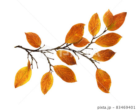 Autumn twig with colorful leaves isolated 83469401