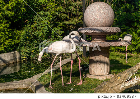 The Republic of Crimea. the city of Belogorsk. July 17, 2021. A family of pink flamingos lives on a bird's nest in the Taigan Lion Park. The Republic of Crimea. the city of Belogorsk. July 17, 2021. A family of pink flamingos lives on a bird's nest in the Taigan Lion Park. 83469537