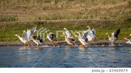 Farm life. A flock of white and gray geese swims in a blue pond Farm life. A flock of white and gray geese swims in a blue pond 83469974
