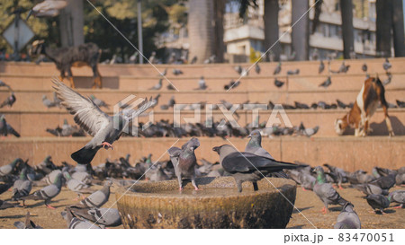 City pigeons and one crow drink water in the square where pigeons are fed. Slow-motion video in Mumbai city. 83470051