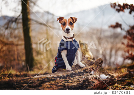 Small Jack Russell terrier in dark blue winter jacket leaning on fallen tree with grass and snow patches, blurred trees or bushes background 83470381