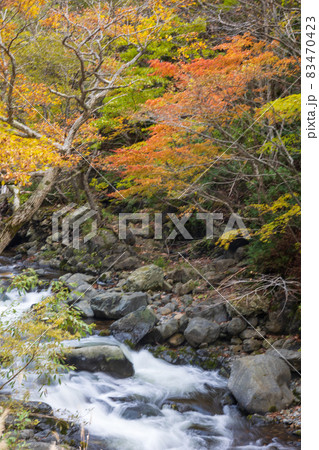 秋の照葉峡 群馬県みなかみ町 秋の照葉峡 群馬県みなかみ町 83470423