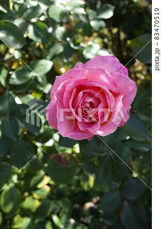 満開の薔薇 Elle 満開の薔薇 Elle 83470519