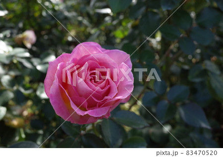 満開の薔薇 Elle 満開の薔薇 Elle 83470520