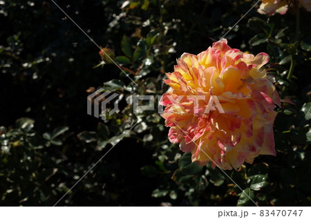 満開の薔薇 'Fireworks Ruffle' 満開の薔薇 'Fireworks Ruffle' 83470747