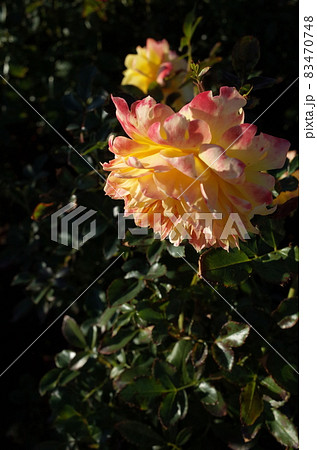 満開の薔薇 'Fireworks Ruffle' 満開の薔薇 'Fireworks Ruffle' 83470748