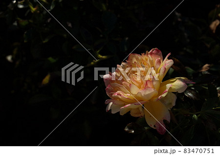 満開の薔薇 'Fireworks Ruffle' 83470751