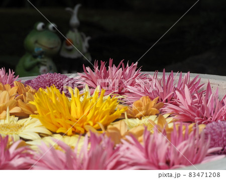カエルとウサギによる花手水の鑑賞会 83471208