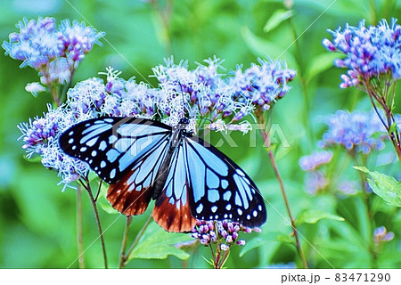 海辺のフジバカマの花畑で蜜を吸う旅する蝶アサギマダラ 83471290
