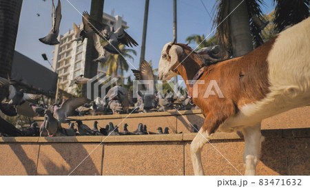 A funny little lamb with pigeons on the street in Mumbai. India. 83471632