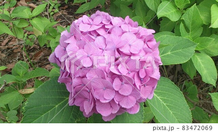 紫陽花 83472069