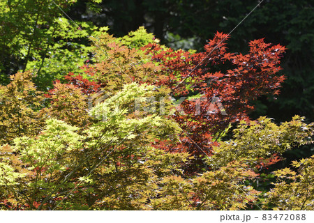 金剛輪寺　明寿院庭園の紅葉　滋賀県 83472088