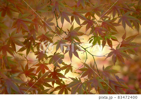 紅葉 紅葉 83472400