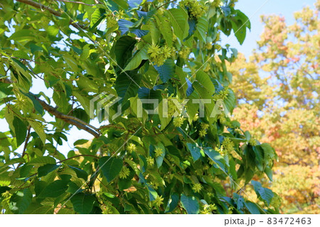 カンレンボクの実 83472463