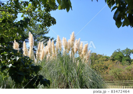 輝くパンパスグラスの花穂 83472464
