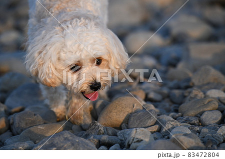 夕方の河原で楽しそうなマルプー 夕方の河原で楽しそうなマルプー 83472804