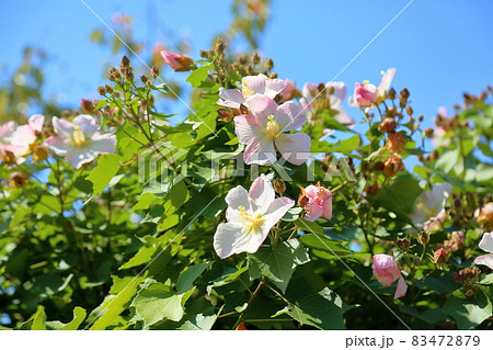 フヨウの花 フヨウの花 83472879