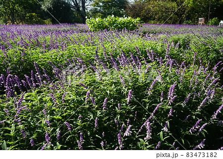 アメジストセージ アメジストセージ 83473182