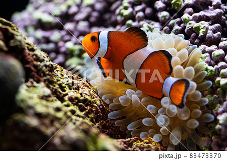 カクレクマノミとサンゴイソギンチャク 共生の写真素材 [83473370] - PIXTA