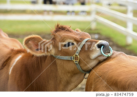 牧歌の里 83474759