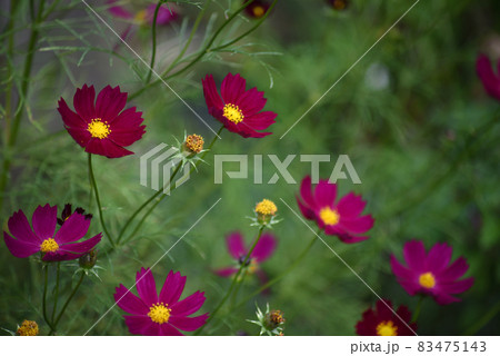 赤紫色のコスモス 83475143