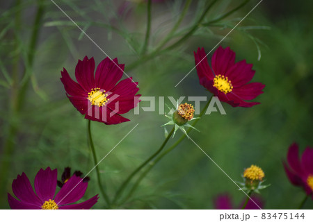 赤紫色のコスモス 83475144