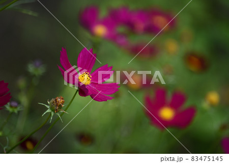 赤紫色のコスモス 83475145