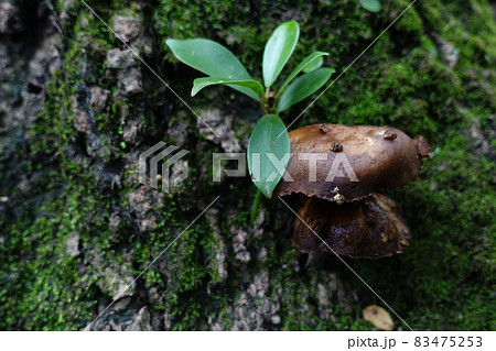 自然 天然 ナチュラル 83475253