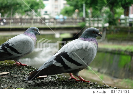 鳩 ハト 鳥 83475451