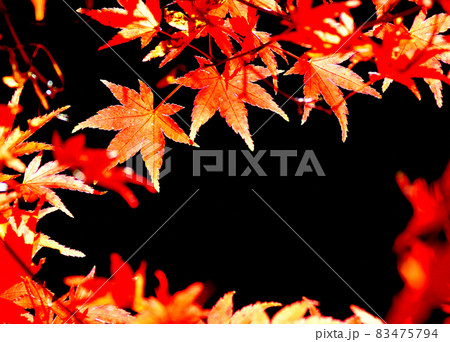 色鮮やかなモミジの紅葉(黒背景) 紅く染まるモミジの紅葉(黒背景) 色鮮やかなモミジの紅葉(黒背景) 紅く染まるモミジの紅葉(黒背景) 83475794