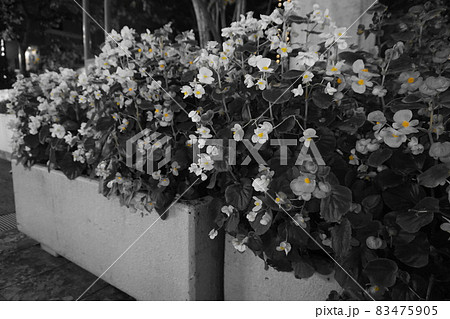 白い花 ノイバラ モノクロ写真 白い花 ノイバラ モノクロ写真 83475905