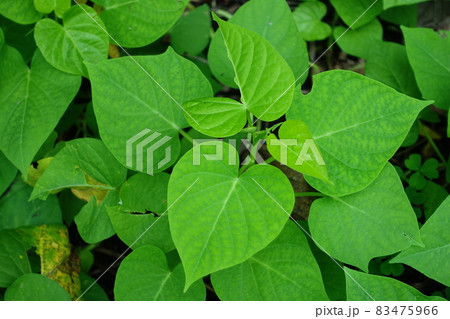 植物 工場 プランツ 83475966