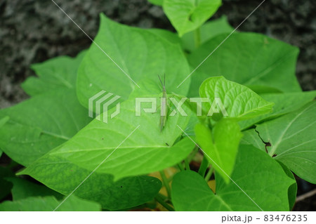 植物 工場 プランツ 83476235