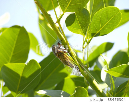 ヨイショ、ヨイショ…（アメリカデイゴにとまって移動中のクマゼミ） 83476304