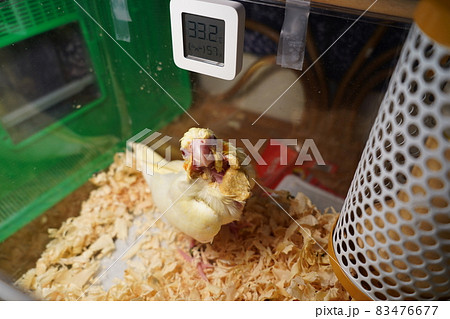 インコ オウム いんこ 83476677