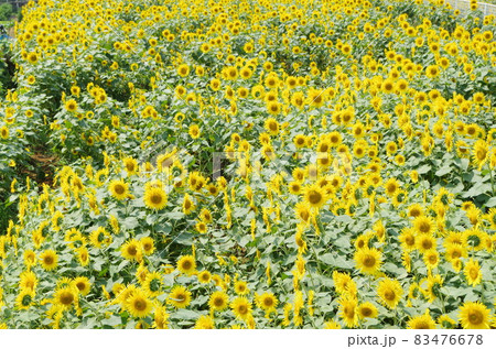 画面一面に広がるひまわり 画面一面に広がるひまわり 83476678