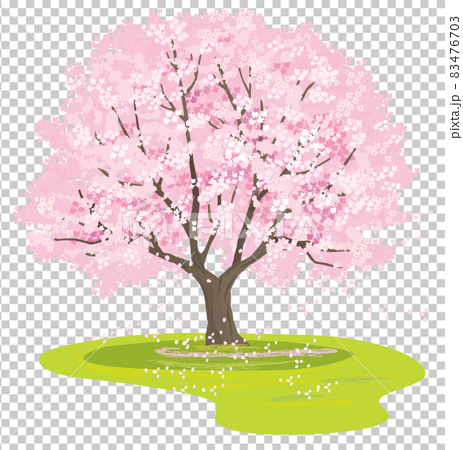 満開の桜の木のベクターイラストのイラスト素材