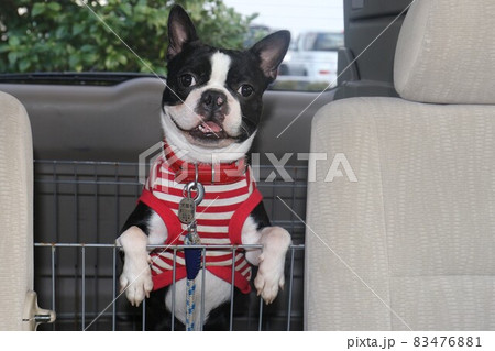 ドライブ好きな愛犬ボストンテリアのマイティが赤いボーダーシャツを着て車内で可愛い笑顔で見つめています ドライブ好きな愛犬ボストンテリアのマイティが赤いボーダーシャツを着て車内で可愛い笑顔で見つめています 83476881
