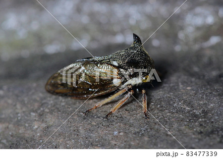 ツノゼミ　昆虫　駒ケ根高原 83477339